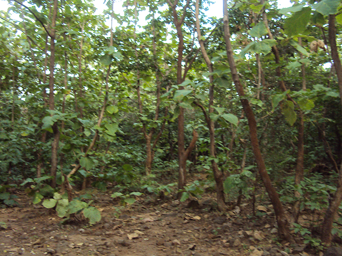 Path to ashram - Step 12