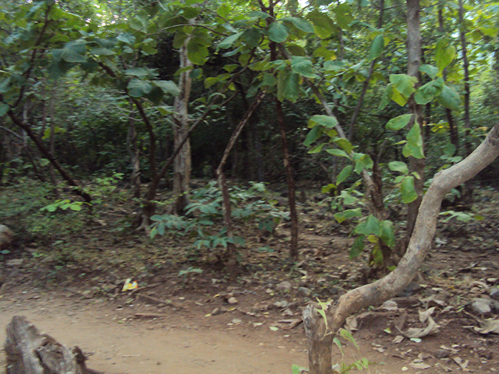 Path to ashram - Step 13